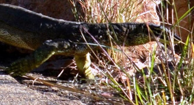 05Tville (58)crop.jpg - Townsville; a large Goanna about 1 metre long
